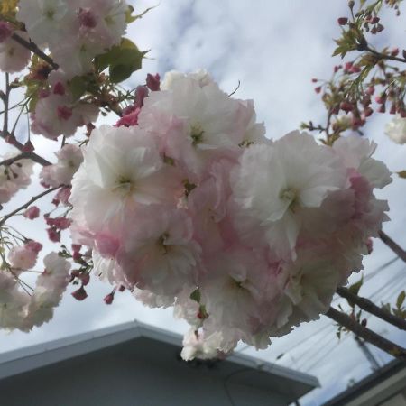 Cherry Blossom Apartment 네이피어 외부 사진